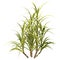 3D Rendering Sugercane Plant on White
