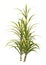 3D Rendering Sugercane Plants on White