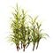 3D Rendering Sugercane Plants on White