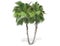 3D rendering - tall coconut tree isolated over a white background