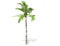 3D rendering - tall coconut tree isolated over a white background