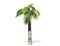 3D rendering - tall coconut tree isolated over a white background