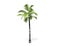 3D rendering - tall coconut tree isolated over a white background