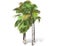 3D rendering - tall coconut tree isolated over a white background