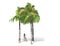 3D rendering - tall coconut tree isolated over a white background