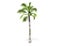 3D rendering - tall coconut tree isolated over a white background