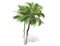 3D rendering - tall coconut trees isolated over a white background
