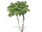 3D rendering - tall coconut trees isolated over a white background