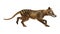 3D Rendering Thylacine on White