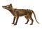 3D Rendering Thylacine on White