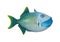 3D Rendering Trigger Fish on White