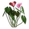 3D Rendering Tropical Flowering Anthuriums on White