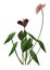 3D Rendering Tropical Flowering Anthuriums on White