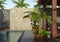 3D Rendering Tropical Outdoor Environment