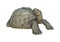 3D Rendering Turtle Galapagos Tortoise on White