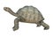 3D Rendering Turtle Galapagos Tortoise on White