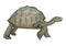 3D Rendering Turtle Galapagos Tortoise on White