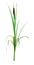 3D Rendering Typha Plant on White