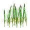 3D Rendering Typha Plants on White