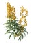 3D Rendering Wallflower Plant on White