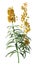 3D Rendering Wallflower Plant on White