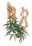 3D Rendering Wallflower Plants on White