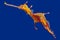 3d rendering of a Weedy seadragon, the ocean creature at Australia and Tasmania island, isolated on blue background with clipping