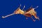 3d rendering of a Weedy seadragon, the ocean creature at Australia and Tasmania island, isolated on blue background with clipping