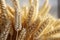 A 3D rendering of wheat sheaves in a close up bouquet