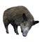 3D Rendering Wild Boar on White