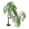 3D Rendering Willow Tree on White