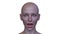 3D rendering of a woman\\\'s face close-up