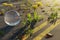 3d rendering of yellow dandelions and crystal ball growing up on