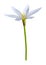 3D Rendering Zephyranthes Flower on White