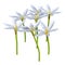 3D Rendering Zephyranthes Flowers on White