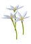 3D Rendering Zephyranthes Flowers on White