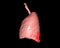 3d renderings of human lung showing respiratory system