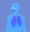 3d schematic illustration of the respiratory system on blue background.