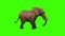 3d side view of a Large elephant attacking with ivory tusks rendering on a green screen,