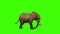 3d side view of a Large elephant attacking with ivory tusks rendering on a green screen