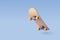 3d Vector Skateboard on blue, Extreme sport and recreation concept