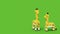 3D voxel rendering of Couple Giraffes isolated on Green Background with Copy Space