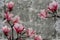 3d wallpaper, magnolia flower on concrete wall textured background.