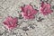 3d wallpaper, magnolia flowers on rough plaster wall