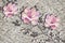 3d wallpaper, magnolia flowers on rough plaster wall