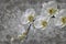 3d wallpaper, orchids flower on concrete wall textured background.