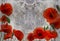 3d wallpaper, red poppys on lace, concrete wall textured background. The fresco effect