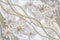 3D wallpaper texture, Jewelry, chamomiles and white pearls on silk background.