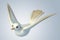 3D white Pigeon dove