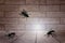 3d wooden room background and three flies